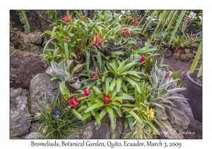 Bromeliads