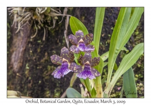 Orchid