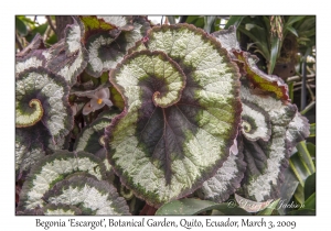 Begonia 'Escargot'