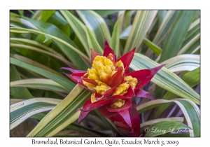 Bromeliad