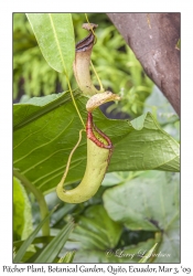 Pitcher Plant