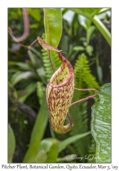 Pitcher Plant