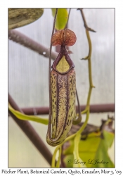 Pitcher Plant