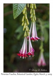 Peruvian Fuschia