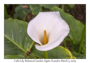 Calla Lily