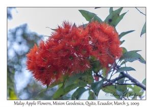 Malay Apple Flowers