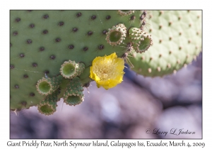 Giant Prickly Pear flower