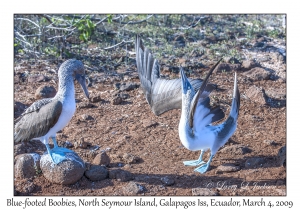Blue-footed Boobies