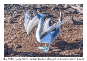 Blue-footed Booby