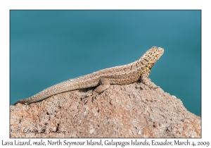 Lava Lizard, male