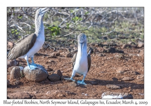 Blue-footed Boobies