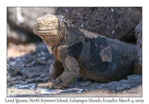 Land Iguana