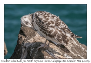 Swallow-tailed Gull, juvenile