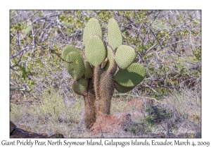 Giant Prickly Pear flower