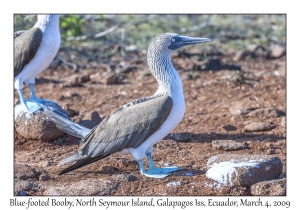 Blue-footed Booby