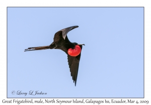 Great Frigatebird, male