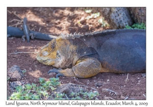 Land Iguana