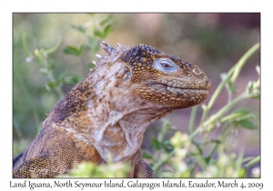 Land Iguana