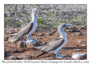 Blue-footed Boobies