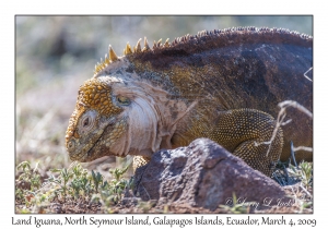 Land Iguana