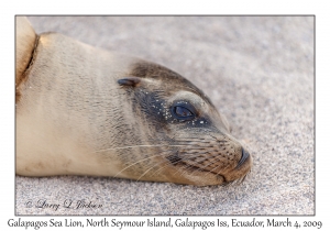 Galapagos Sea Lion