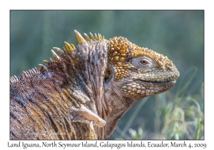 Land Iguana