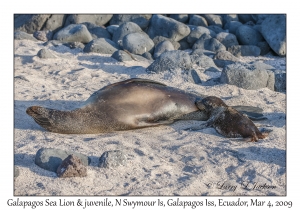 Galapagos Sea Lion