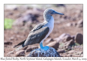 Blue-footed Booby