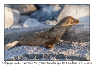Galapagos Sea Lion