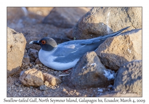 Swallow-tailed Gull