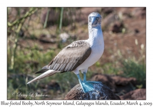 Blue-footed Booby