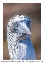 Blue-footed Booby