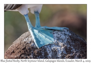 Blue-footed Booby