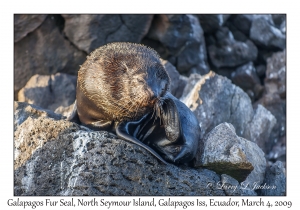 Galapagos Fur Seal