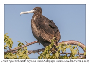 Magnificent Frigatebird