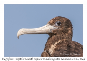 Magnificent Frigatebird