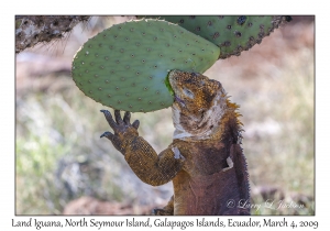 Land Iguana