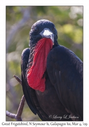 Great Frigatebird, male