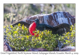 Great Frigatebird, male