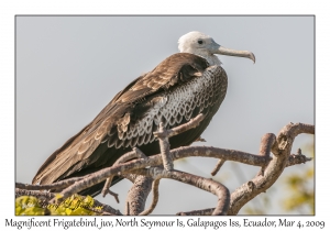 Magnificent Frigatebird, juvenile