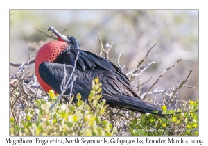 Great Frigatebird, male