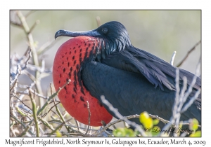 Great Frigatebird, male