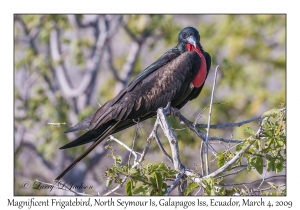 Great Frigatebird, male