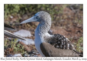 Blue-footed Booby