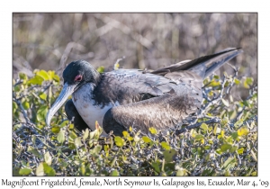 Great Frigatebird, female