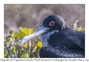 Great Frigatebird, female