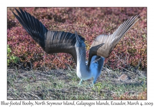 Blue-footed Booby