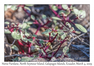 Horse Purslane