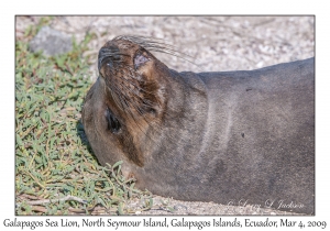 Galapagos Sea Lion