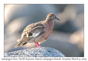 Galapagos Dove